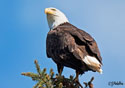 Haliaeetus leucocephalus